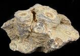 Bargain Fossil Coral (Actinocyathus) Head - Morocco #44889-1